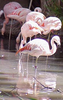 Over 120 Flamingos