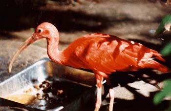 Variety of Birds